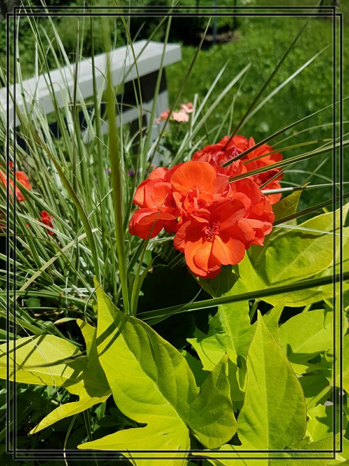 Geranium