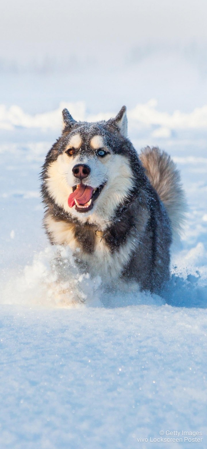 Alaskan Malamute