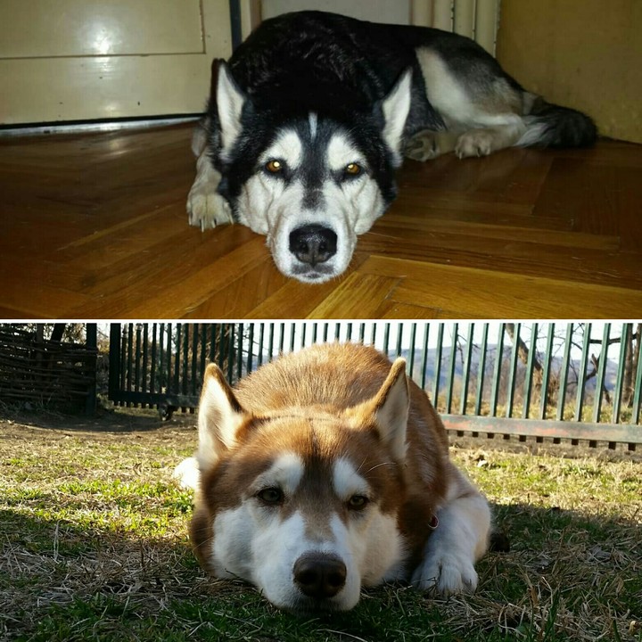 Huskies