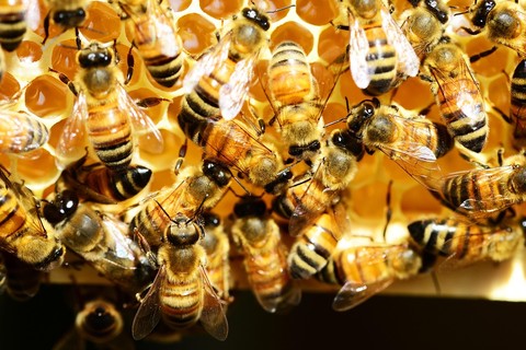 обои honeycomb, arthropod
