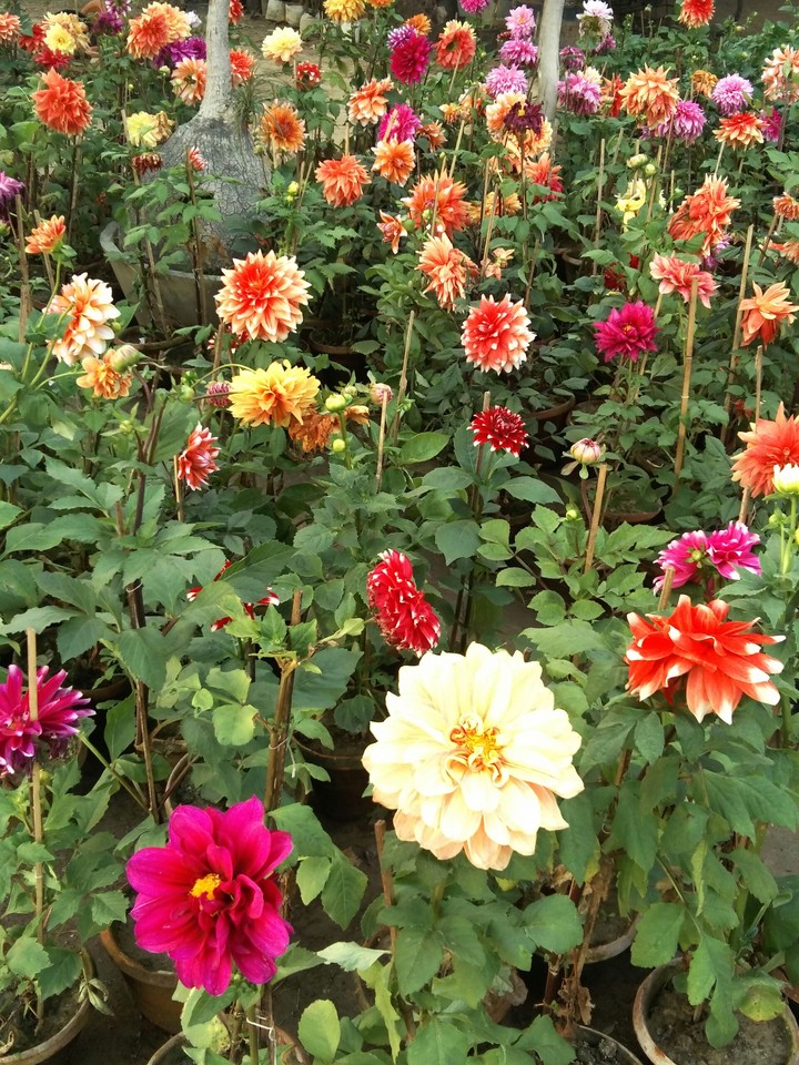 flowers