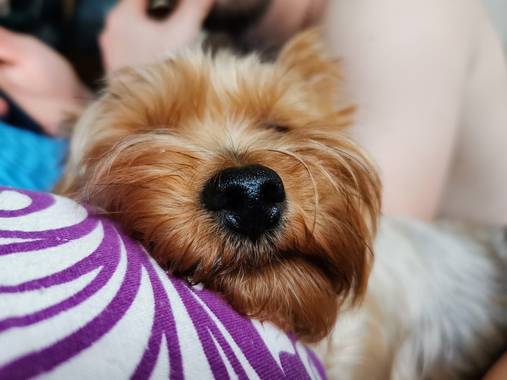 Dog nose