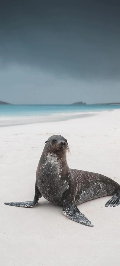 sfondi Seal, whiskers