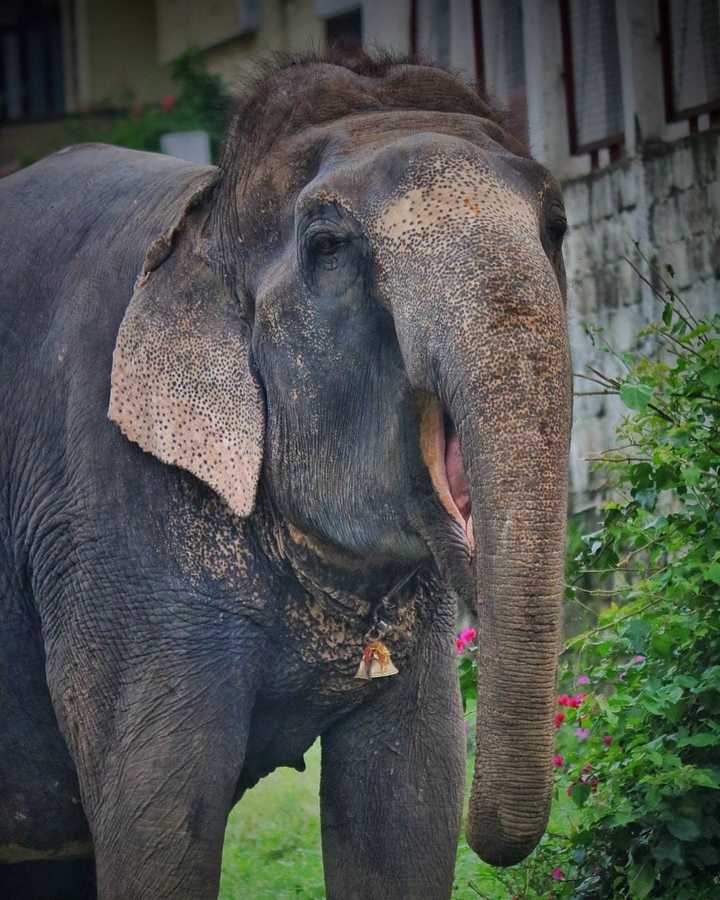 IndianElephant