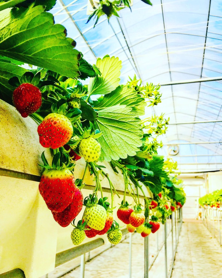 Strawberries 