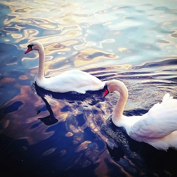 Poole Park - 2 Swans, Taken on Sony Experia Z3+