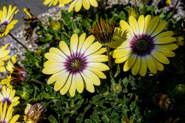 Yellow Flower