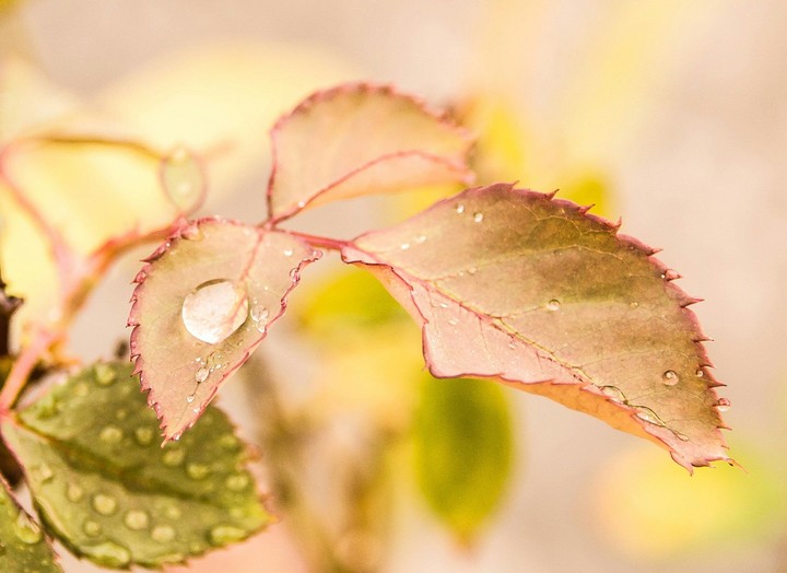 water droplets on rose plant leaf