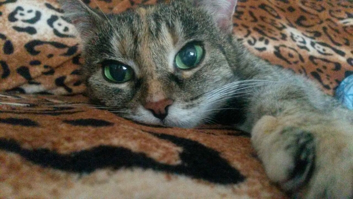 Кошка