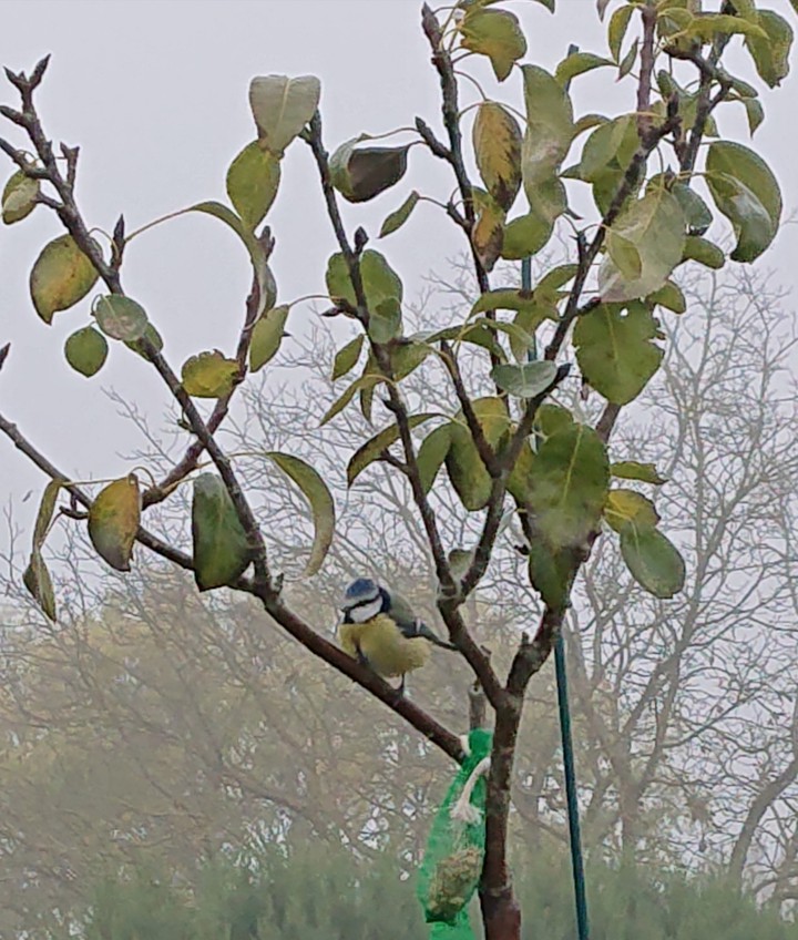 oiseau