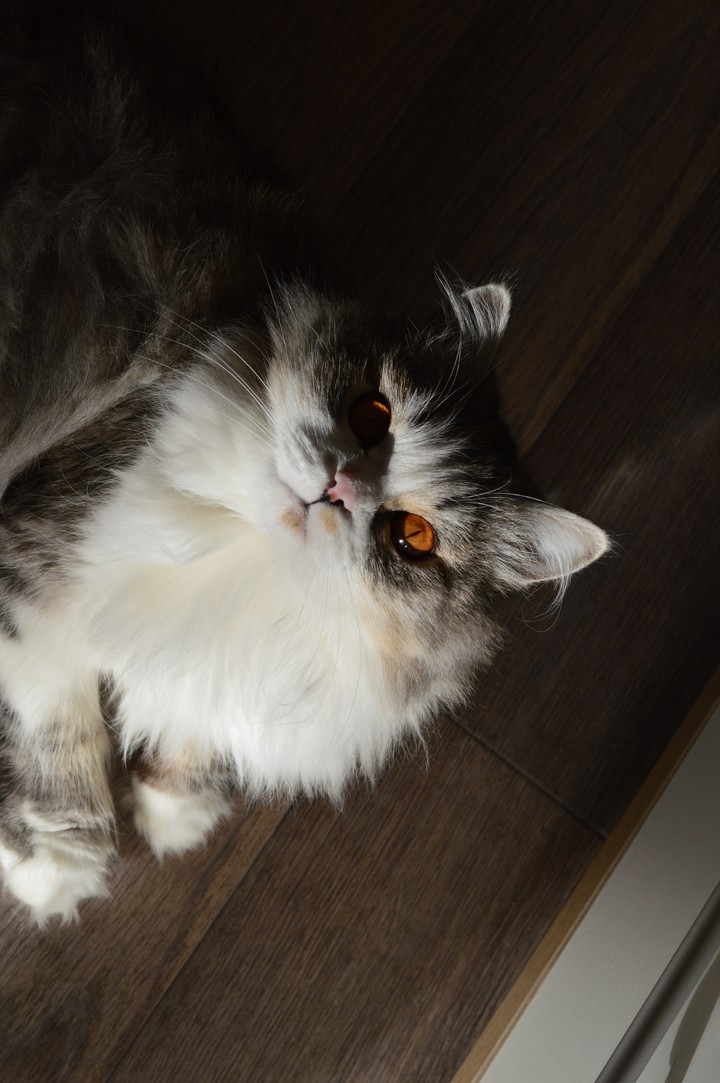 cat