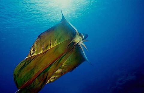 papéis de parede liquid, vertebrate