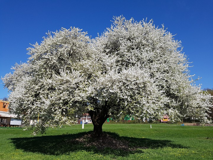 tree
