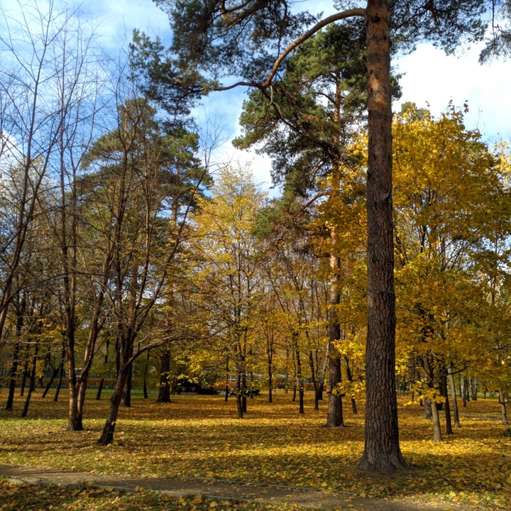 Просто осень в парке
