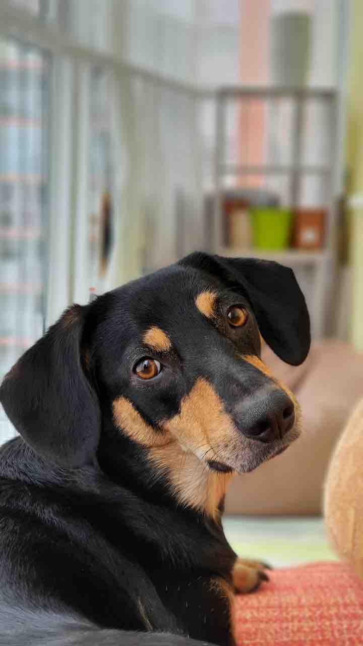 dog
