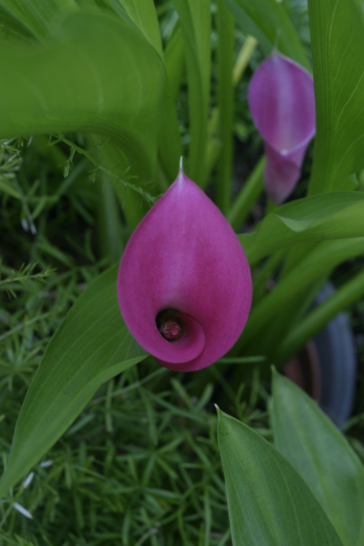 Plant