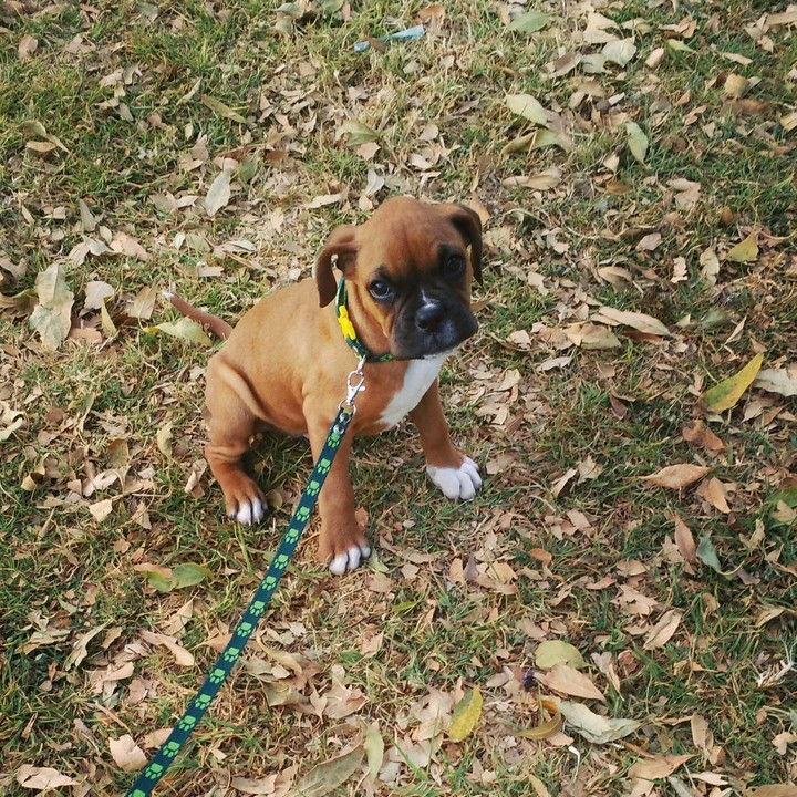 Boxer baby
