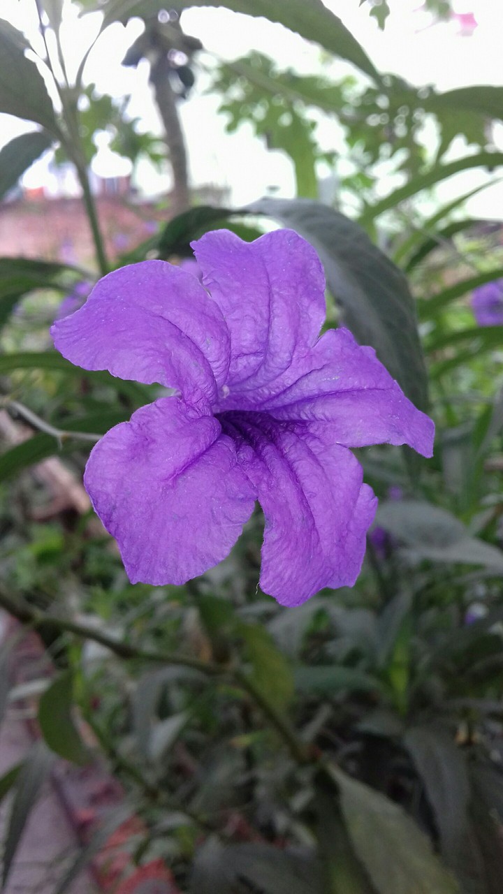 flower hd