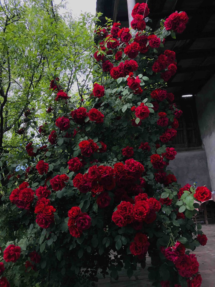red rose