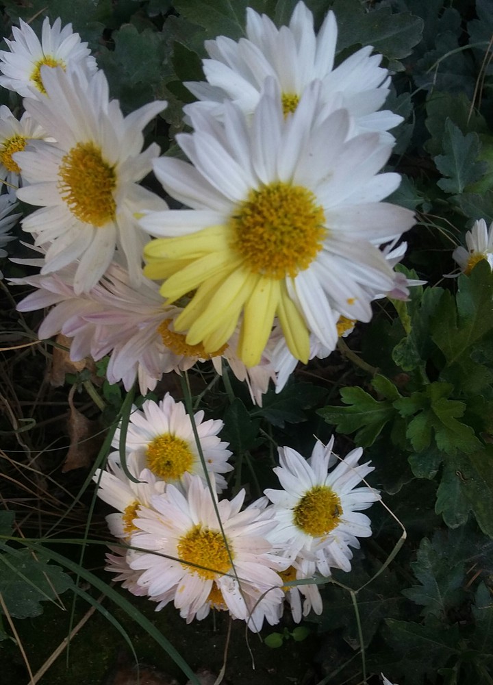 Unique chrysanthemum plant