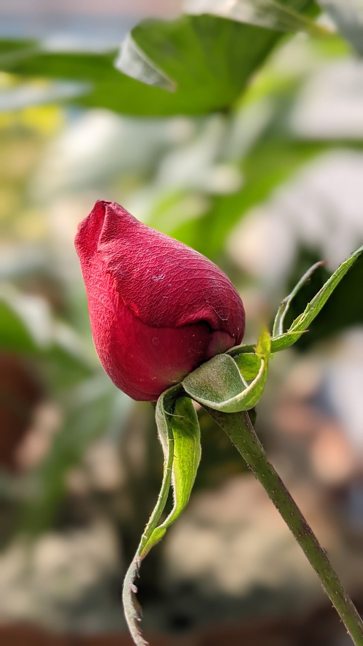 Adorable Rose bud