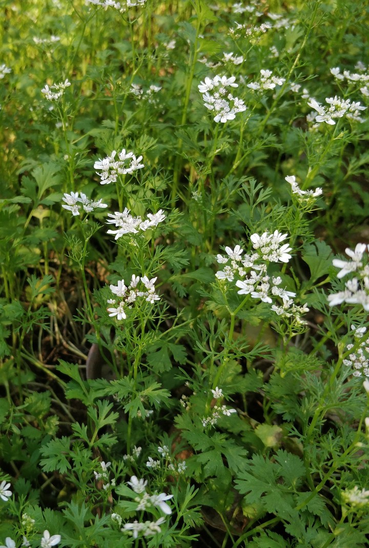 Tiny plants