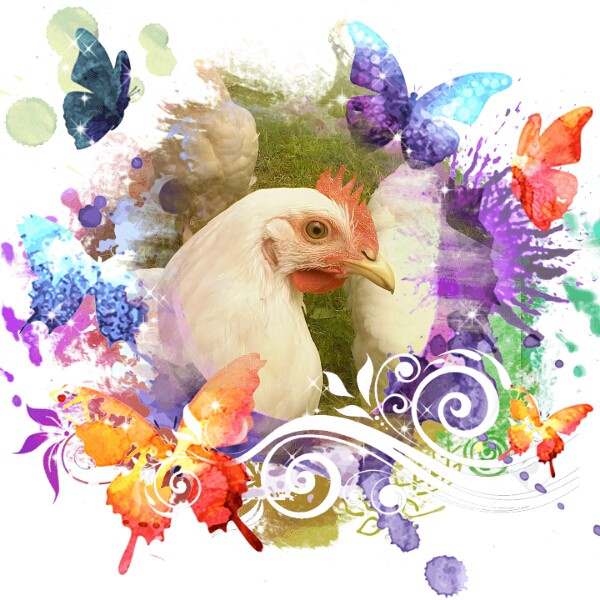 Chicken