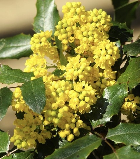 papéis de parede fruit, holly