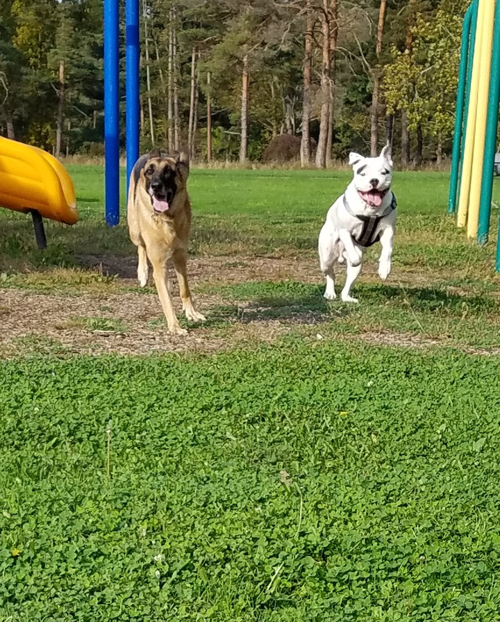 happy pups
