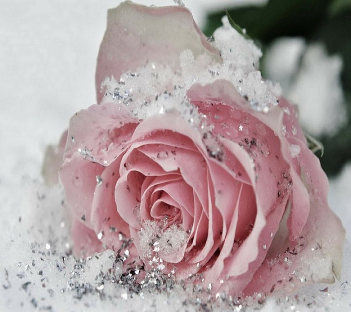 rose
