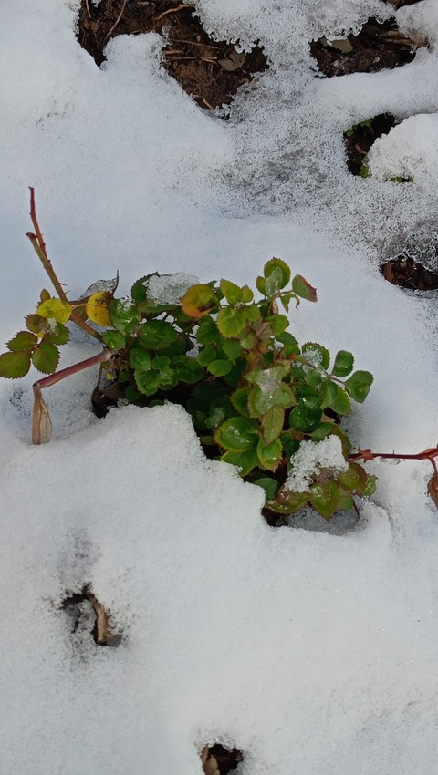 sfondi winter, twig