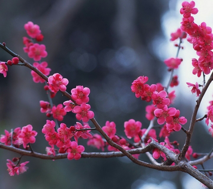 Beautifull flowers