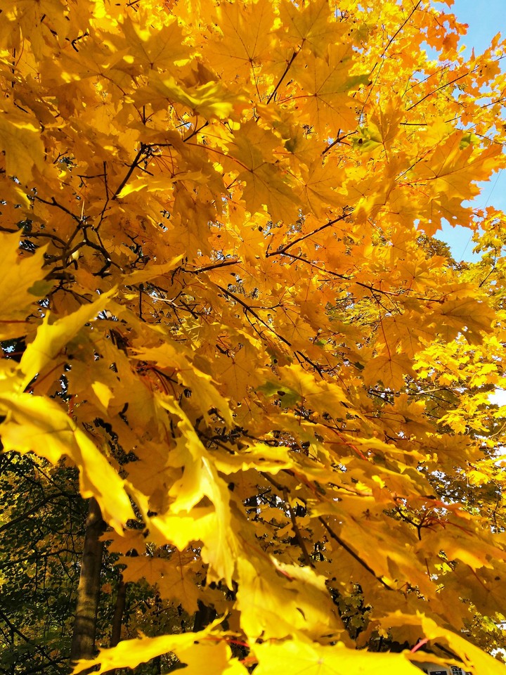 autumn