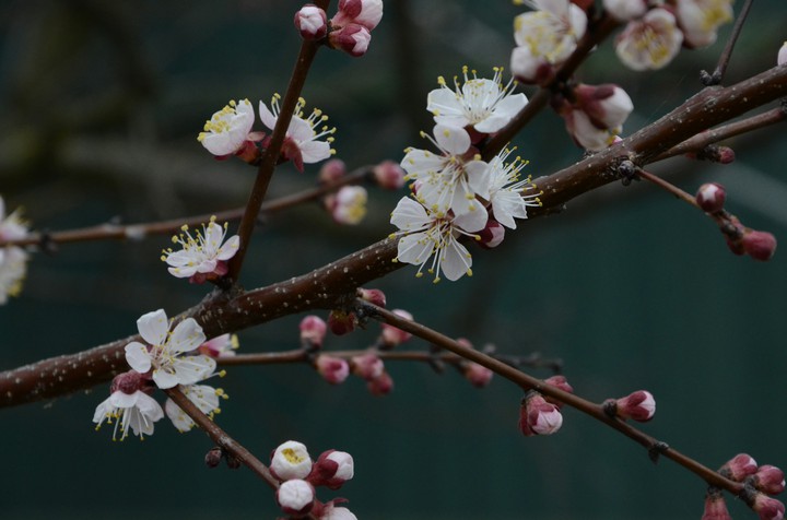 blossom