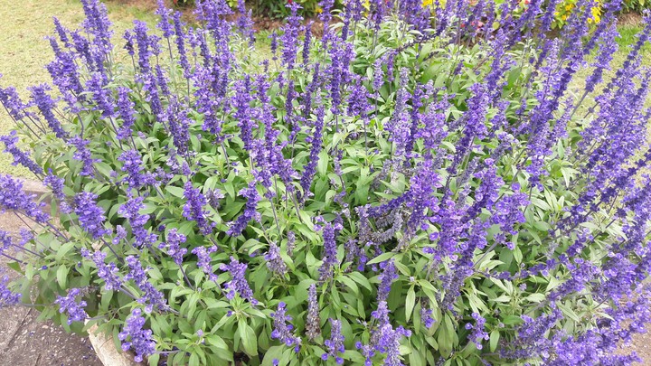 Lavender