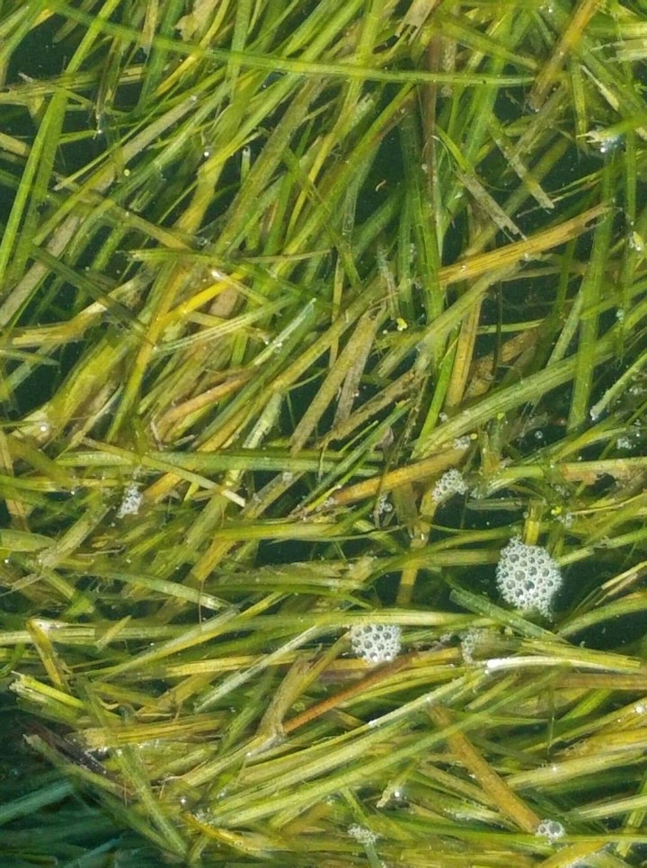 fish shelter