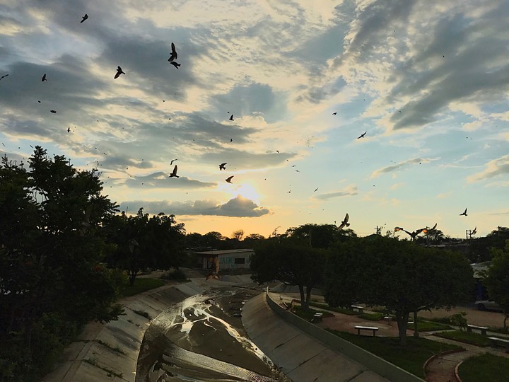 birds