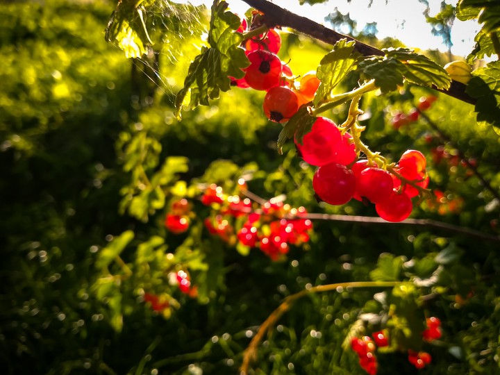 currants