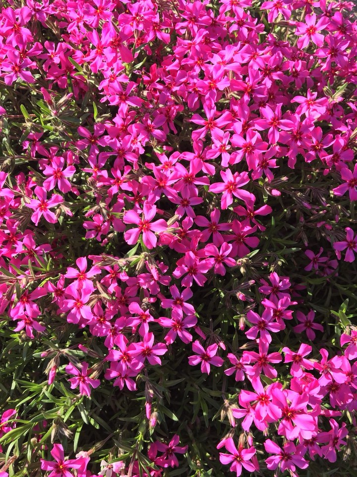 Pink Flower
