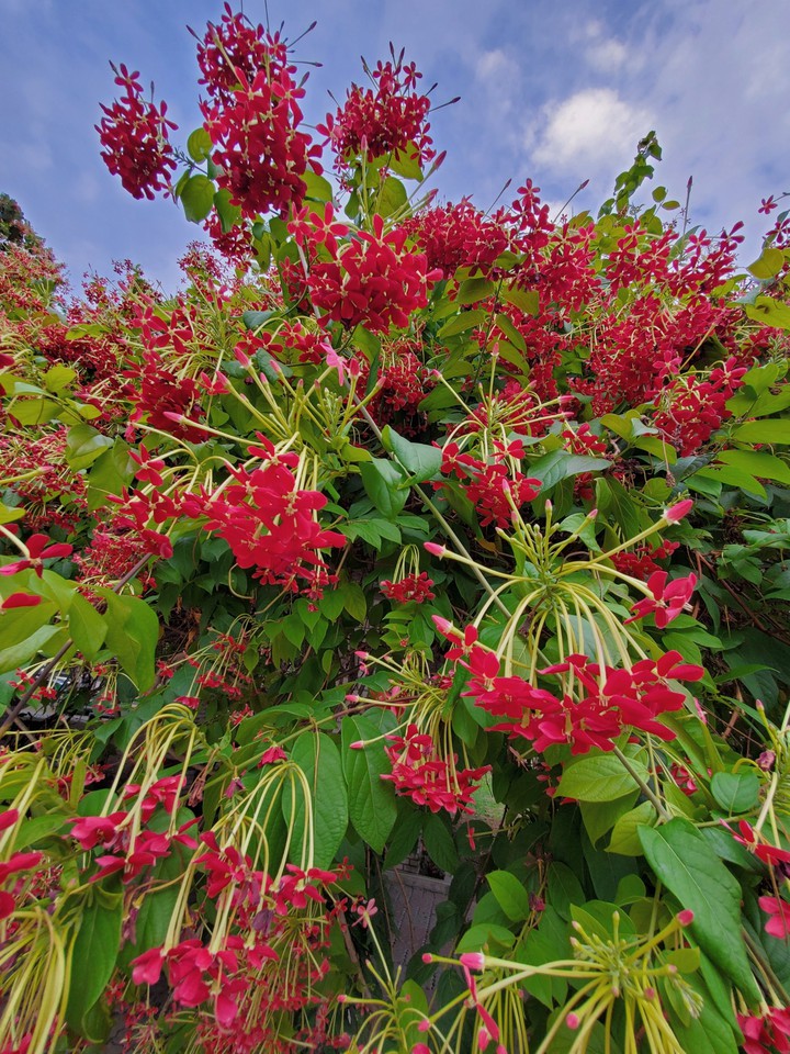 Rangoon Creeper