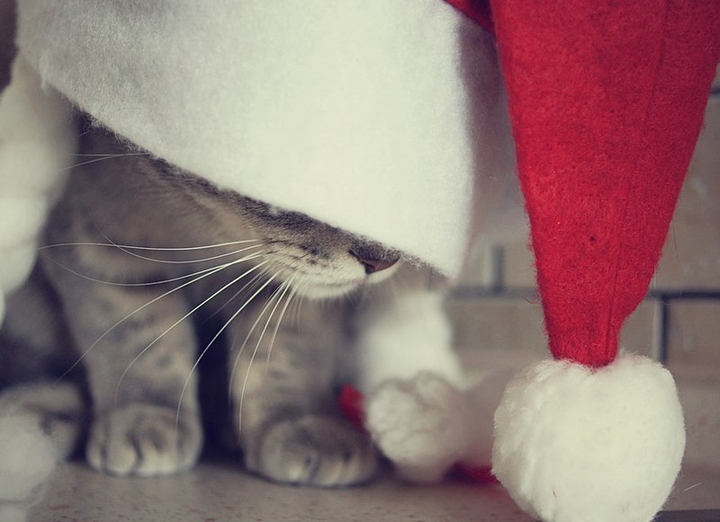 новогодний котик