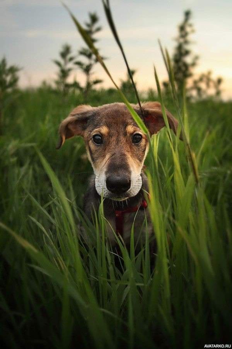 dog, grass Hintergrundbilder