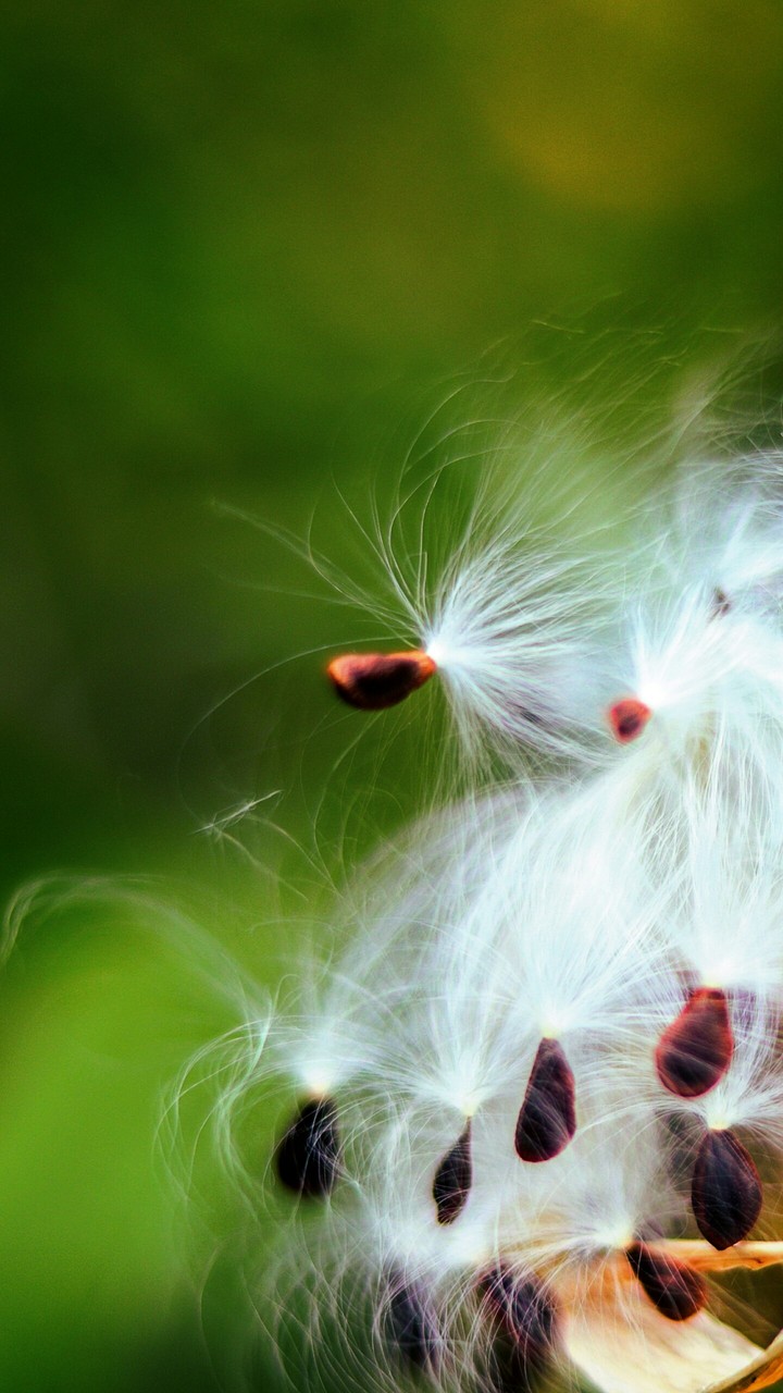 Nature fur