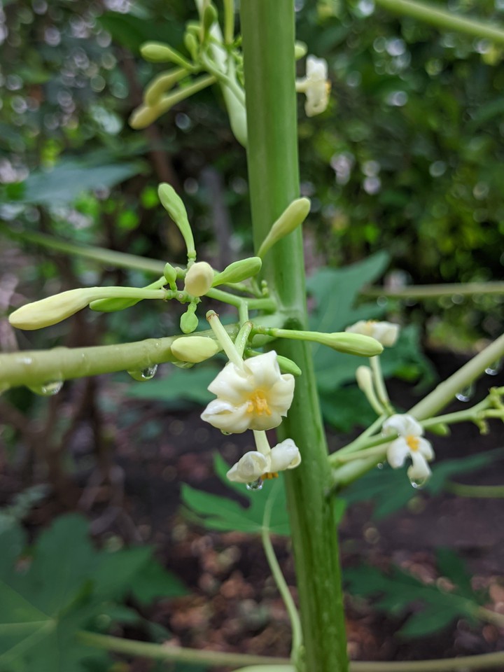 papaya flower