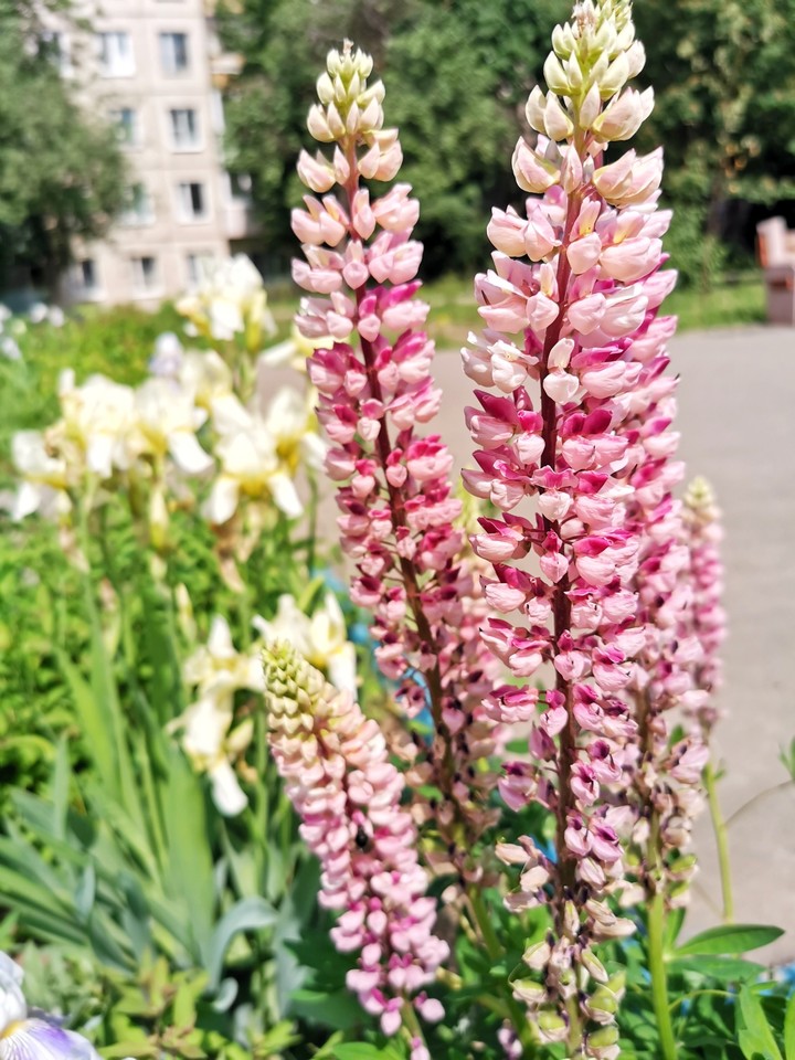 Lupins