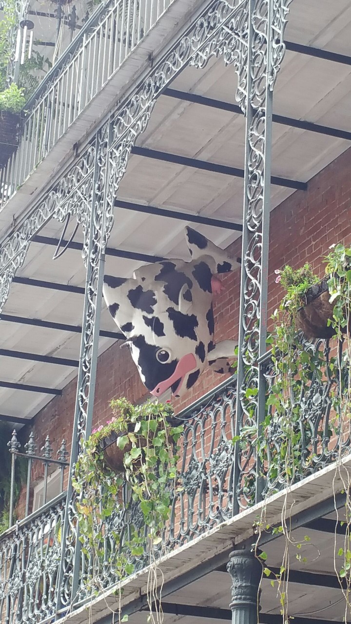 French Quarter Cow