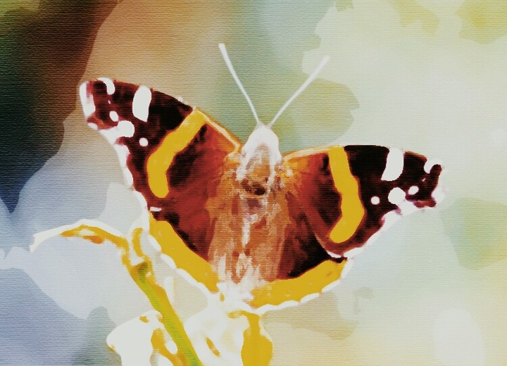 Butterfly
