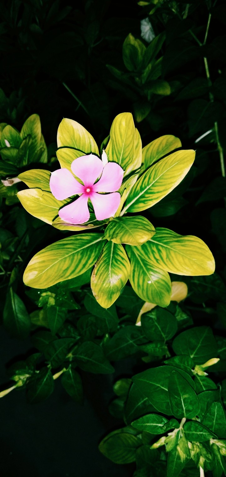 flower