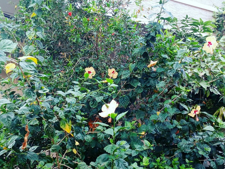 beautiful Yellow hibiscus garden