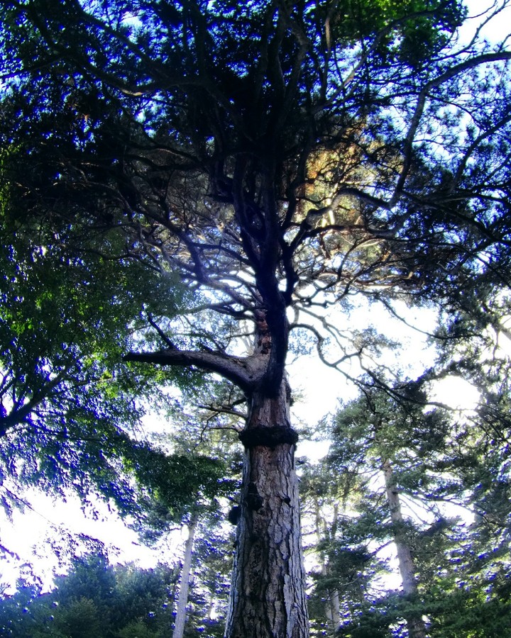 Sila